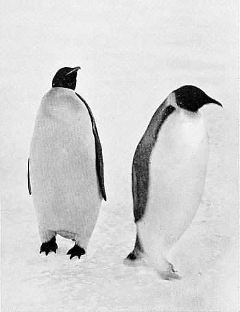 Photograph of two emperor penguins standing on ice