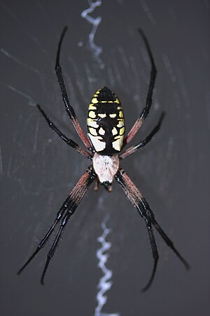 Female Writing Spider (Argiope aurantia)