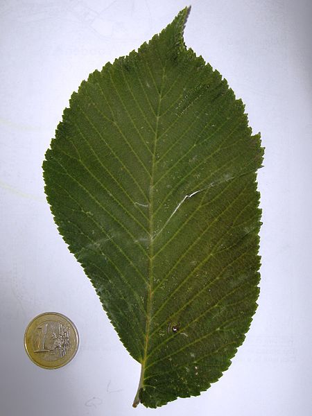 File:Wych Elm leaf, ex Fontley.jpg