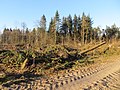 Mückenwald nach dem Orkan Xaver der im Dezember 2013 wütete.