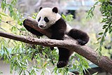 Xiao Liwu im San Diego Zoo - Foto 2.jpeg