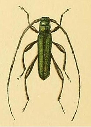 <i>Xystrocera alcyonea</i> Species of beetle