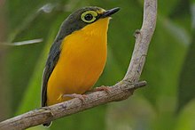 Yellow-bellied Wattle-eye Yellow-bellied Wattle-eye 114ND500 DSC3072.jpg