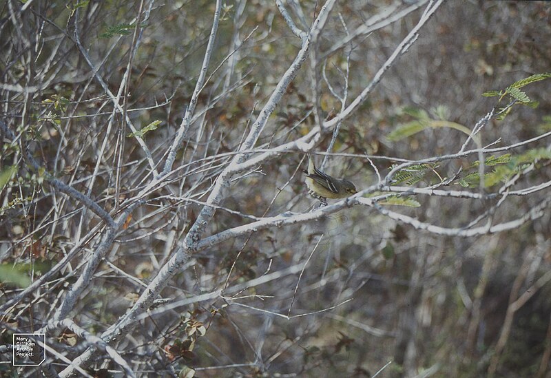 File:Yellow throated vireo by Inagua salina (38840003672).jpg