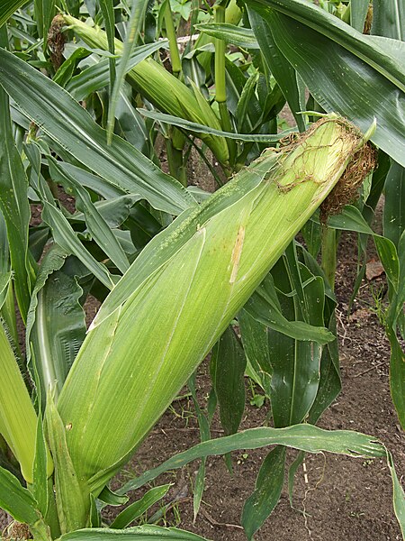 File:Zea mays convar. saccharata cob.jpg