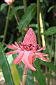 Zingiberaceae - Etlingera elatior