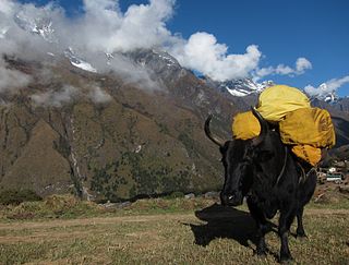 <span class="mw-page-title-main">Dzo</span> Hybrid between the yak and domestic cattle