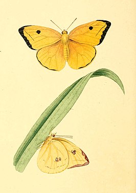 Aphrissa godartiana