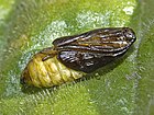 Zygaenidae - Zygaena filipendulae (Pupa).JPG