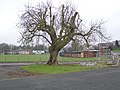 "The Tree" - Campsie Playing Fields - geograph.org.uk - 100089.jpg