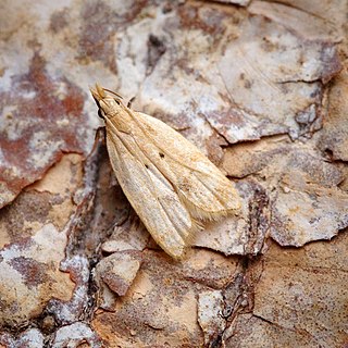 <i>Acompsia schmidtiellus</i> Species of moth