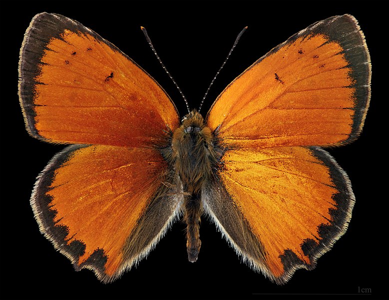 File:(MHNT) Lycaena ottomanus - Manavgat, Antalya, Turkey - male dorsal.jpg