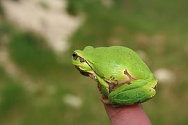 Euroopanlehtisammakko (Hyla arborea).