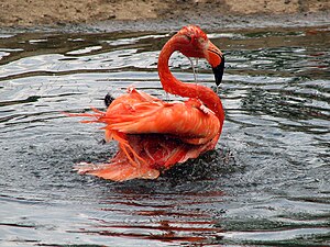 Bathing american flamingo in the Moscow zoo.