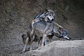Kopulacja wilków szarych (Canis lupus)