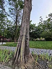 Ceiba pentandra