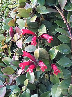 <i>Aeschynanthus acuminatus</i> species of plant