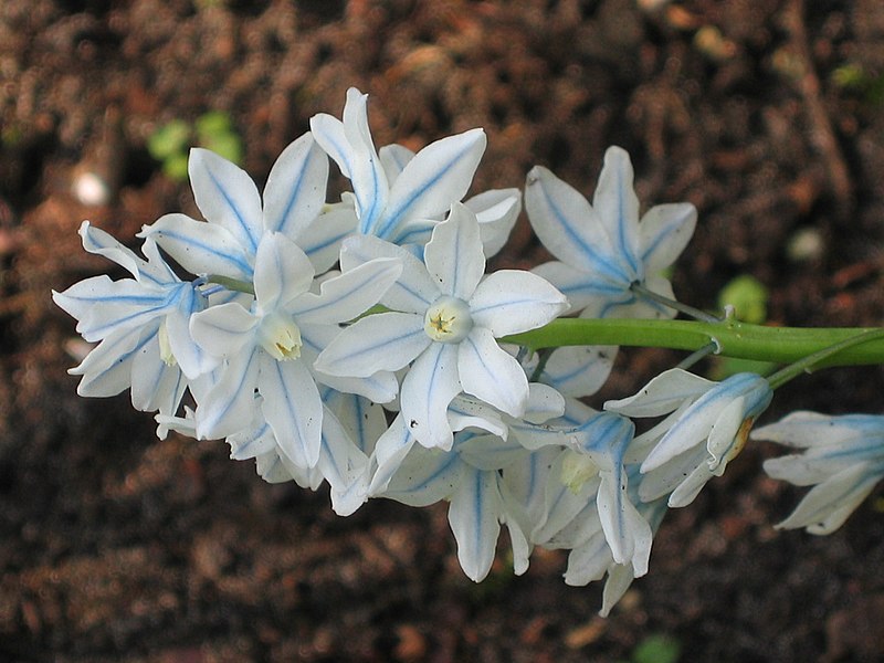 File:藍條海蔥 Puschkinia scilloides -荷蘭 Keukenhof Flower Show, Holland- (9252461425).jpg