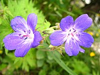 1492 - Nationalpark Hohe Tauern - Flowers.JPG