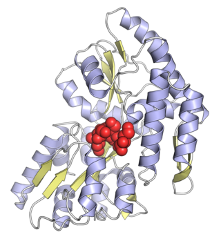 Crystallographic study of protein