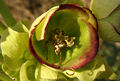 Helleborus foetidus