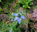 Nigella damascena