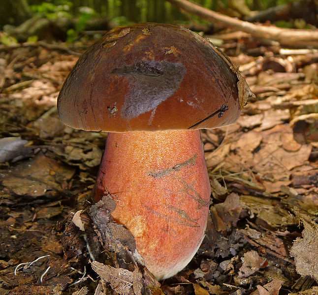 File:2012-07-12 Boletus erythropus crop.jpg