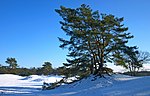 Soestduinen