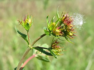 Bud of flower