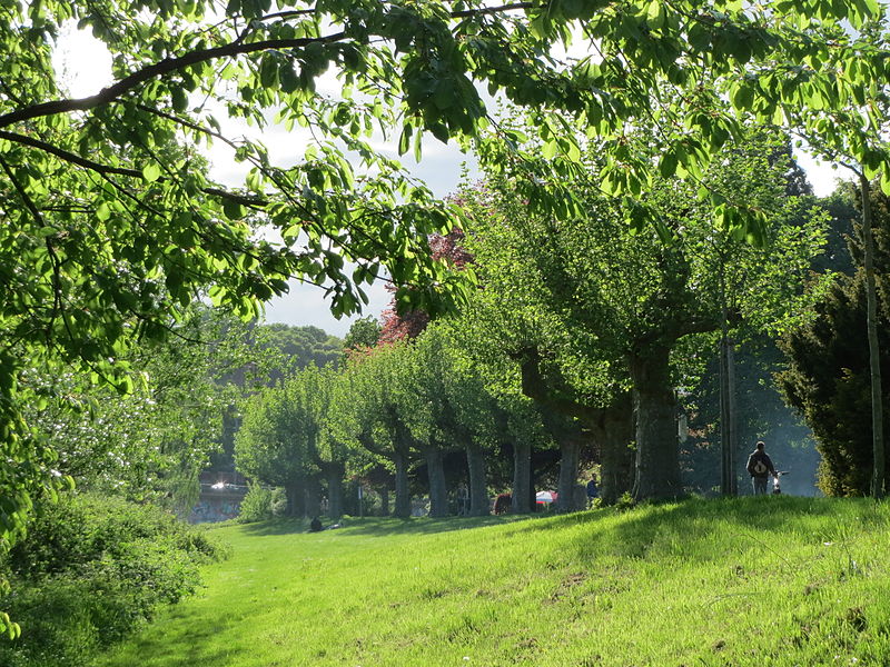 File:20150506Platanus x hispanica.jpg