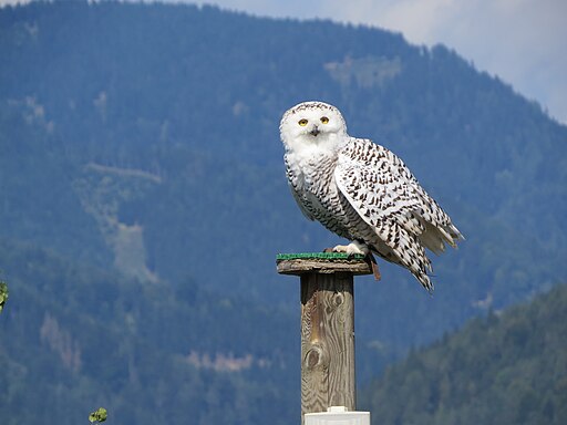 2017-09-09 (140) Bubo scandiacus (Snowy owl) at castle Oberkapfenberg