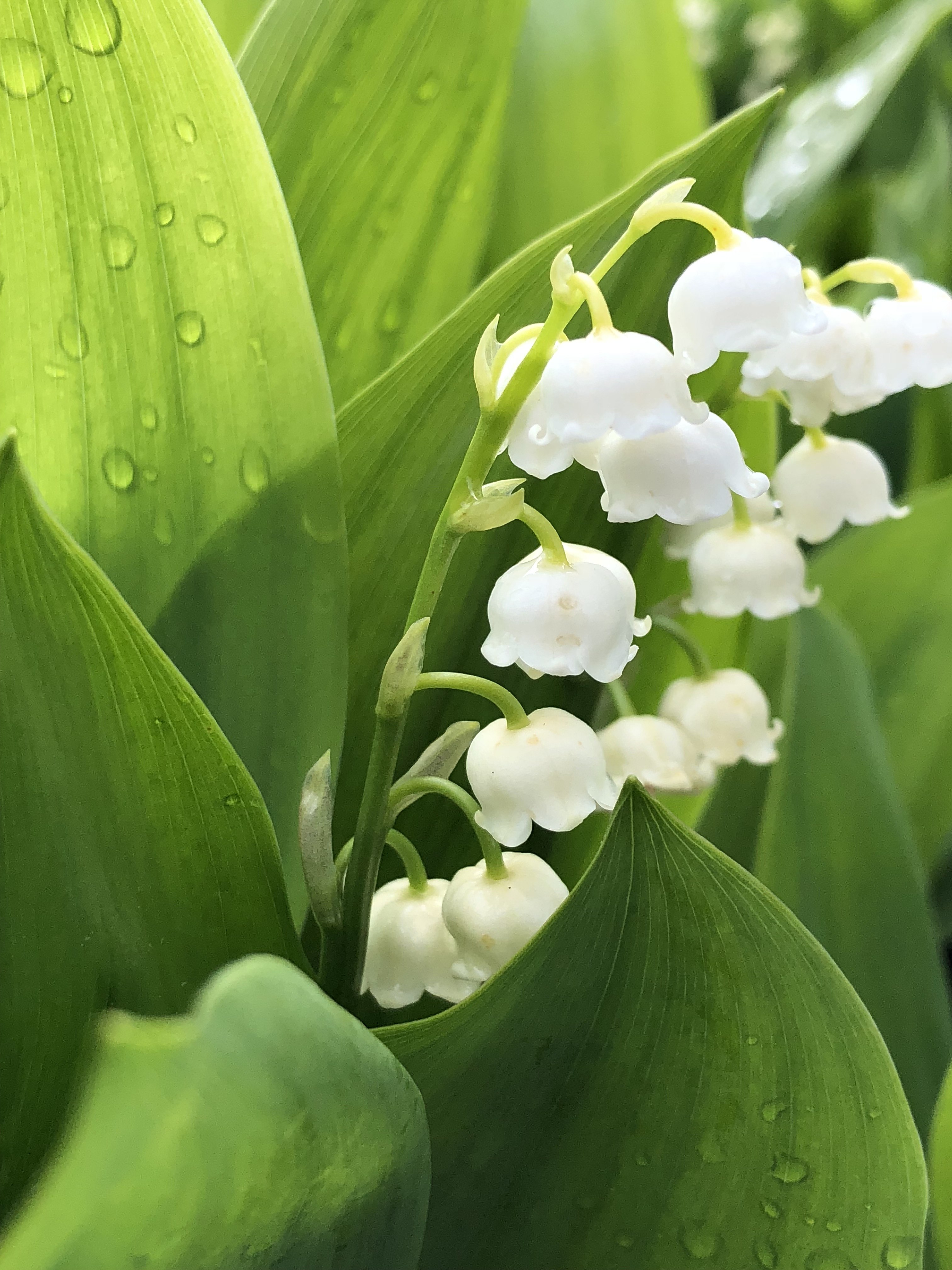 File:2020-04-29 10 00 07 Lily-of-the-valley flowers along Allness 