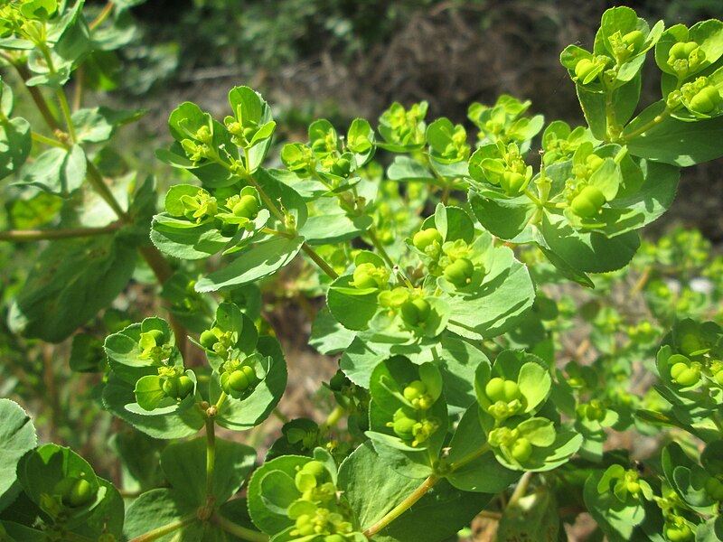 File:20200504Euphorbia helioscopia1.jpg