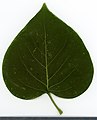 * Nomination Syringa vulgaris. Leaf adaxial side. --Knopik-som 21:15, 14 October 2021 (UTC) * Promotion  Support Good quality. --Ermell 22:40, 14 October 2021 (UTC)