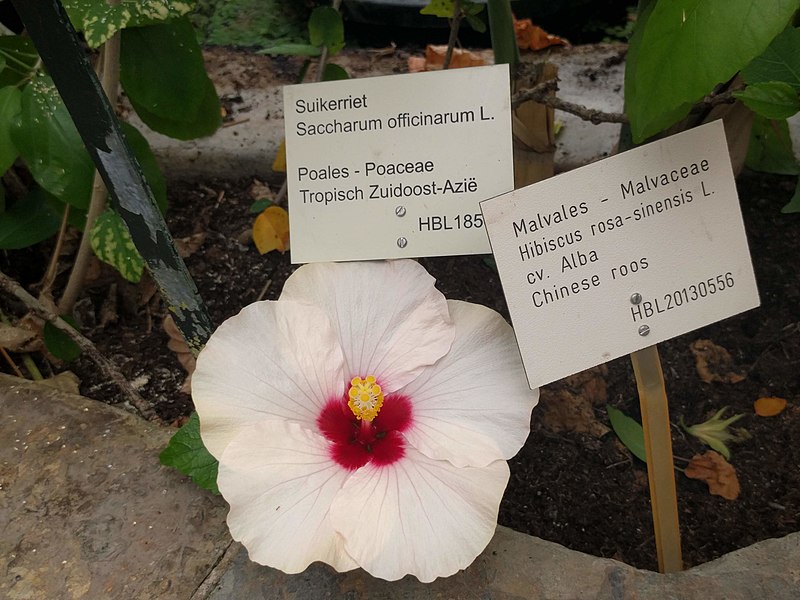 File:20210605 Hortus botanicus Leiden - Hibiscus rosa-sinensis.jpg