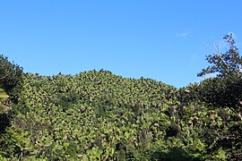 Sierra palm forest near Cerro La Santa.