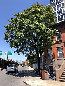 A Tree-of-Heaven in Brooklyn in 2024 2024-05-22 12 12 18 A Tree-of-Heaven (Ailanthus altissima), "The Tree That Grows in Brooklyn", along Hamilton Avenue in Brooklyn, New York City, New York.jpg