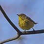 Thumbnail for File:20240423 palm warbler south meadows PD209871.jpg