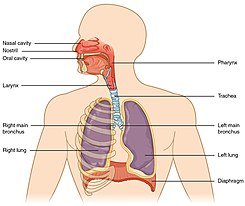 Illustration of the respiratory system 2301 Major Respiratory Organs.jpg