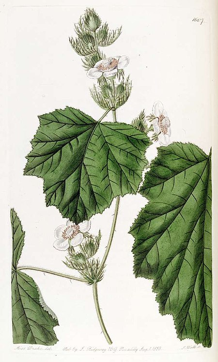 Rubus_alceifolius