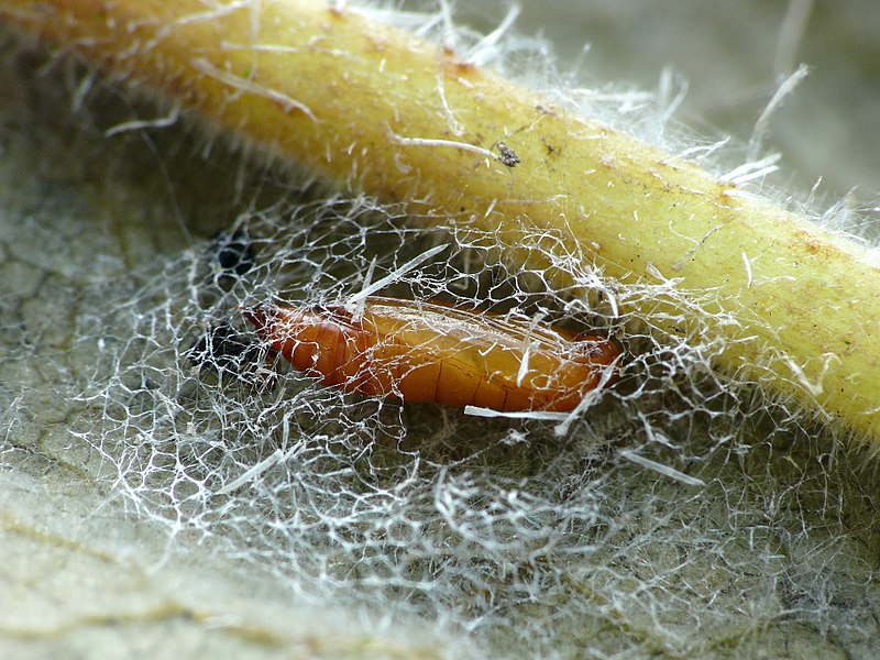 File:47.005 BF483 Epermenia chaerophyllella, pupa+cocoon (2542847590).jpg