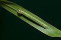 * Nomination 5th instar caterpillar of Pelopidas agna (Moore, 1866) - Obscure Branded Swift. Pelopidas agna agna (Moore, [1866]) – Bengal Obscure Branded Swift. By User:Sarpitabose --Bodhisattwa 20:12, 4 May 2022 (UTC) * Promotion Good quality. --MB-one 20:14, 4 May 2022 (UTC)