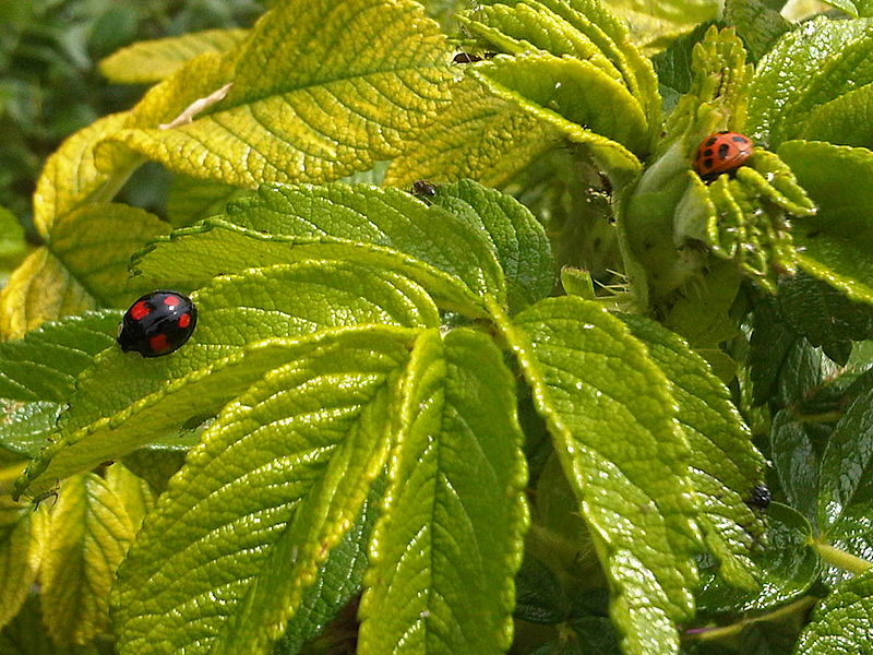 File:9Harmonia axyridis.jpg