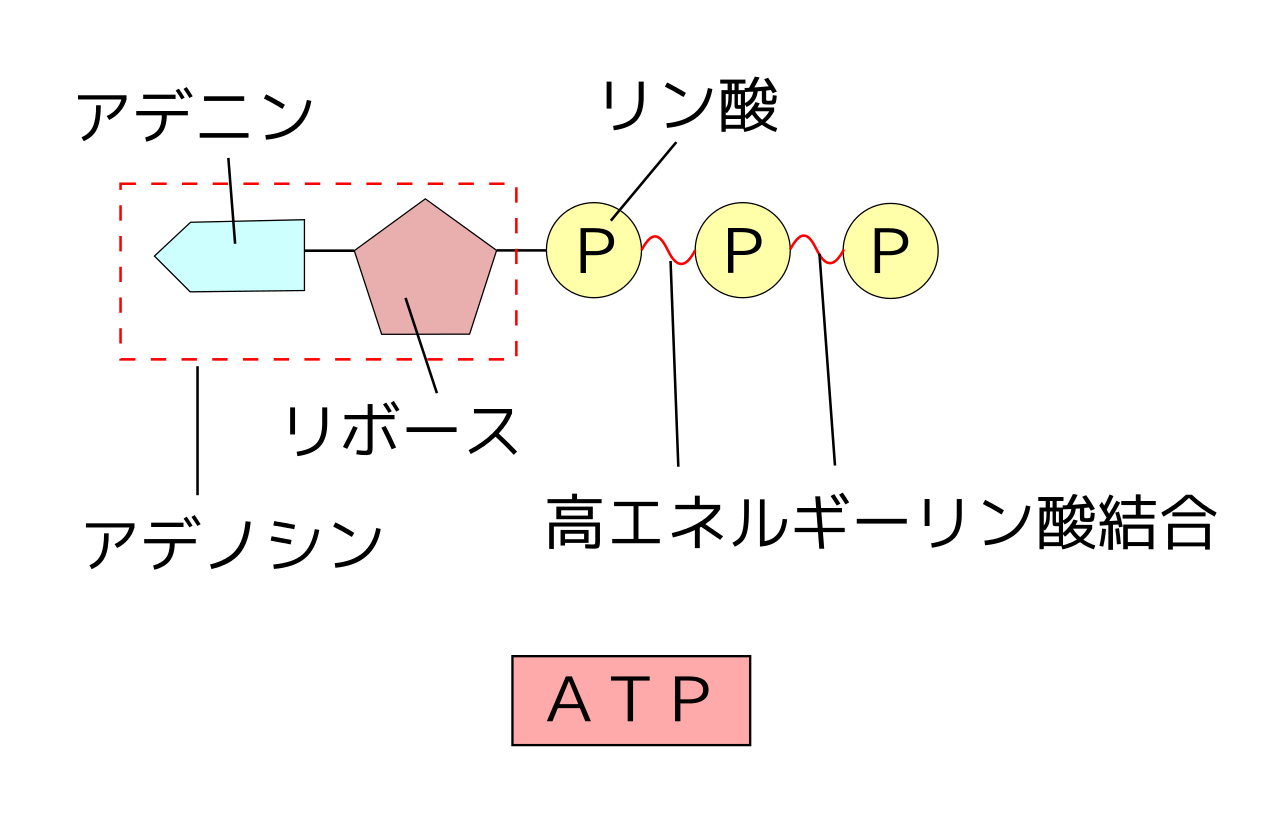 ファイル:ATP模式図.svg - Wikibooks