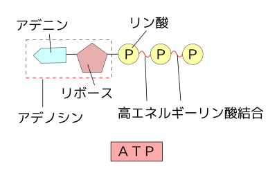 高等学校生物 生物i 細胞とエネルギー Wikibooks