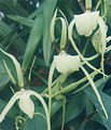 A and B Larsen orchids - Brassia girouldiana Edvah Loo 856-10z.jpg
