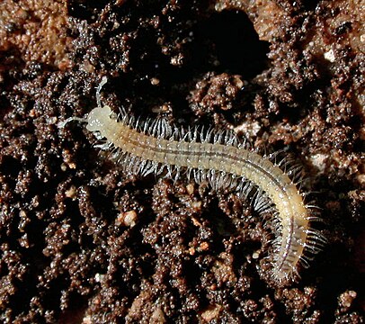 A cave-adapted millipede found in Mammoth cave.
