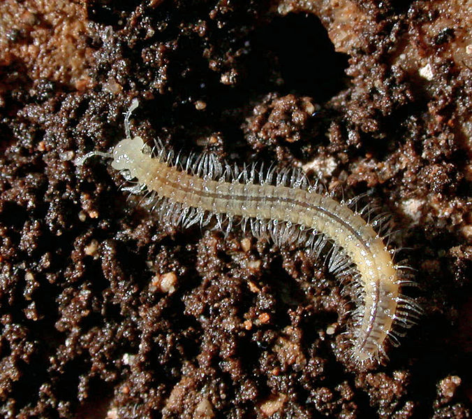 File:A cave-adapted millipede in Mammoth Cave National Park.jpg