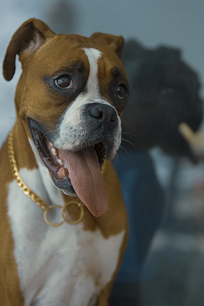 File:A pure and female Boxer dog in Iran 06.jpg