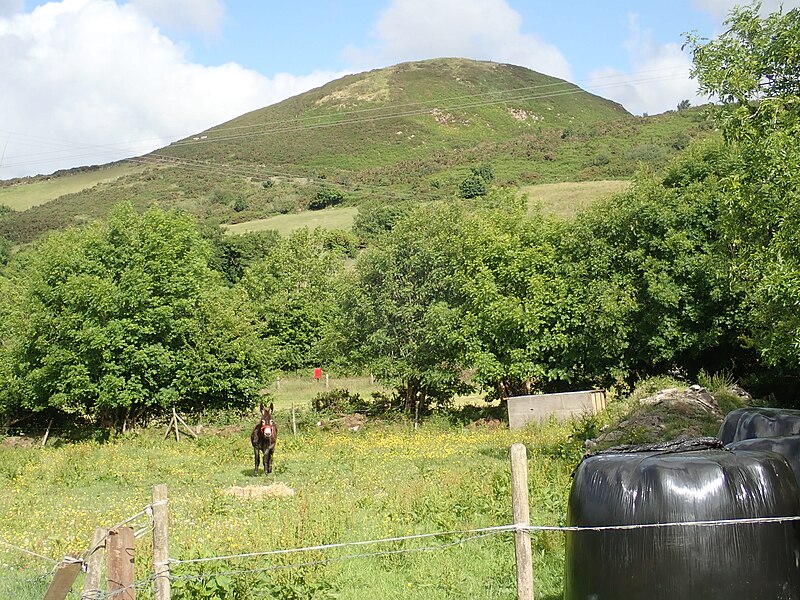 File:A vocal donkey in the shadow of the Sugar Loaf Hill - geograph.org.uk - 5816394.jpg